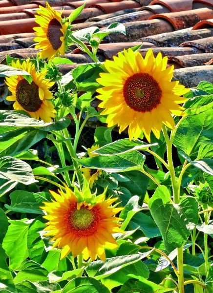 Tournesols à Tourtour