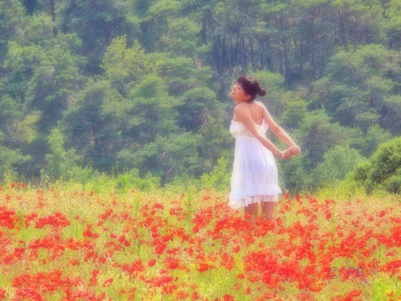 Bain de coquelicots sur les hauteurs de Manosque
