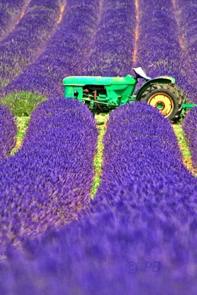 Lavande à Réauville